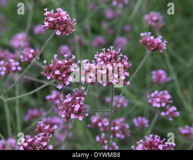 Verbena bonariensis Verveine argentin close up of flower Banque D'Images