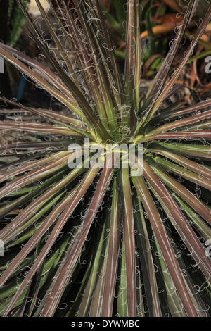 Agave schidigera Agave close up of plant Banque D'Images