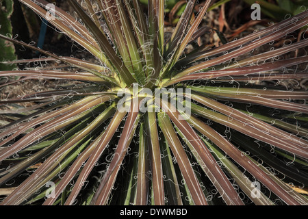 Agave schidigera Agave close up of plant Banque D'Images