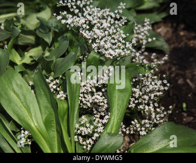 Goniolimon tataricum statice allemand plante en fleur Banque D'Images