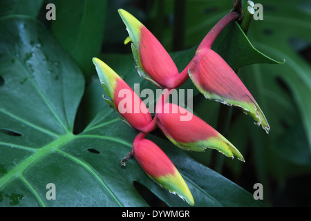 Monstera deliciosa Swiss Cheese Plant close up of flowers Banque D'Images
