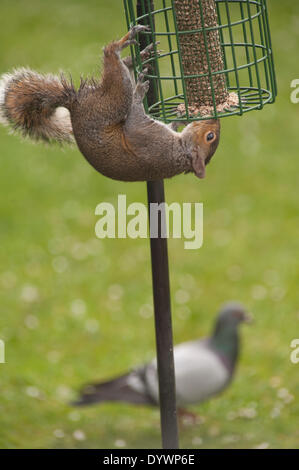 Wimbledon, Londres, Royaume-Uni. Apr 26, 2014. Un écureuil gris domine une mangeoire, chassant les perruches à collier anneau et pigeons sauvages Crédit : Malcolm Park editorial/Alamy Live News Banque D'Images