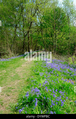 Chemin à travers Bluebell Woods UK Printemps Haut Brede Banque D'Images