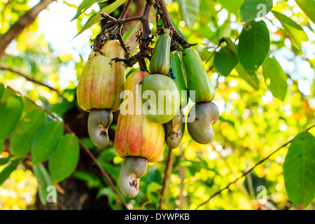 Cajou poussant sur un arbre pousse cette extraordinaire à l'extérieur du fruit Banque D'Images