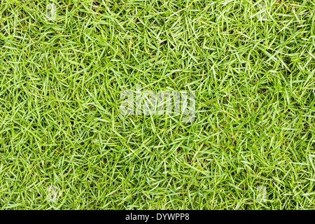 Fond d'herbe verte la texture. (À utiliser pour l'arrière-plan) Banque D'Images