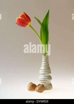 Tulipe rouge en petit vase Banque D'Images