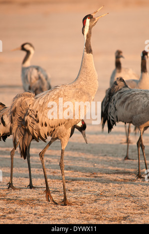 Portrait vertical de crane, Grus grus. Des profils composant dans la Réserve de faune de Gallocanta. L'Espagne. Banque D'Images