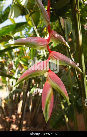 Heliconia fleurs dans les jardins botaniques de Kandy, Sri Lanka 6 Banque D'Images