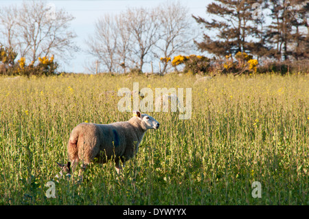 Les moutons de pré dans la lumière du soleil de fin de soirée Banque D'Images