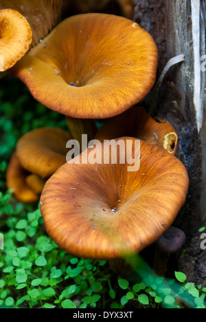 Champignon poussant sur le tronc d'un arbre Banque D'Images