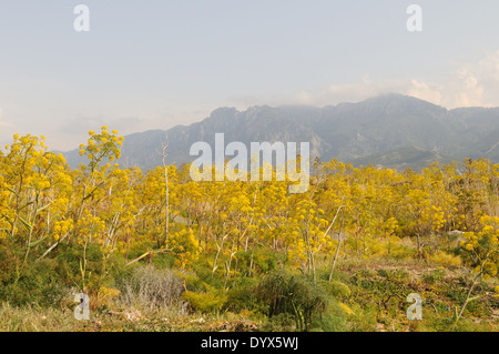 Fenouil sauvage géant près de plus en plus exprimées à la Lapta avec Misty Montagnes Besparmak en arrière-plan en Amérique du Nord de Chypre Banque D'Images