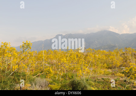 Fenouil sauvage géant près de plus en plus exprimées à la Lapta avec Misty Montagnes Besparmak en arrière-plan en Amérique du Nord de Chypre Banque D'Images