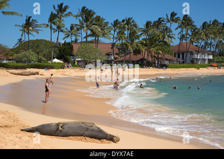 Enceinte de phoque moine hawaïen partageant Poipu Beach avec des touristes tout en dormant sur le sable au bord de l'océan Pacifique à Kauai (Neomonachus schauinslandi) Banque D'Images