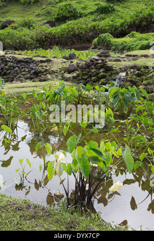 Bassin traditionnel de taro hawaïen sur la terrasse dans le jardin de Limahuli Banque D'Images