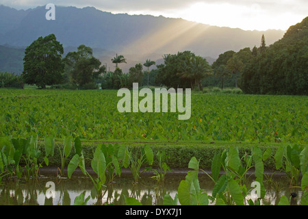 Rayons de soleil sur le paysage de la vallée de Hanalei avec étangs de taro et arbres à Kauai Banque D'Images