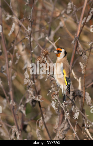 Gold Finch, Merton Banque D'Images