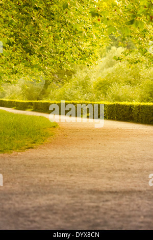 Merveilleux été allée. L'été chaud soleil brille à travers les arbres d'une belle avenue. Banque D'Images