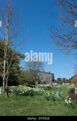 Cour Lodge, un manoir géorgien de Lamberhurst, Kent ; le printemps avec les jonquilles. Banque D'Images