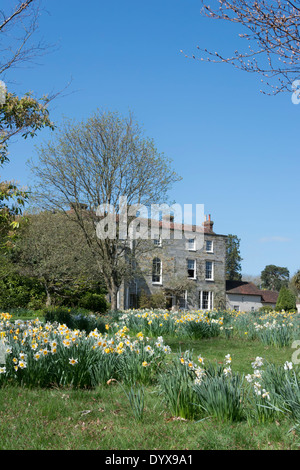 Cour Lodge, un manoir géorgien de Lamberhurst, Kent ; le printemps avec les jonquilles. Banque D'Images