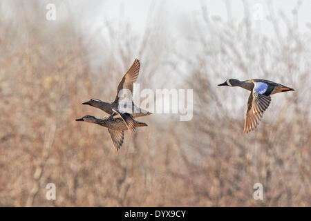 Grantsburg, Wisconsin, USA. Apr 26, 2014. Un mâle Sarcelle d'été (en haut à gauche) vole avec les sarcelles à ailes bleues au Crex Meadows de faune de l'État près de Grantsburg, Wisconsin. Sarcelle d'été sont indigènes de l'Asie et l'Europe et sont extrêmement rares visiteurs d'Amérique du Nord. Il s'agit de la première occurrence de l'espèce dans le Wisconsin. © Keith R. Crowley/ZUMA/ZUMAPRESS.com/Alamy fil Live News Banque D'Images