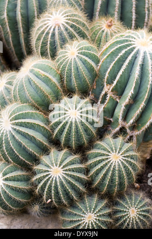 Parodia magnifica. Ball cactus. Banque D'Images