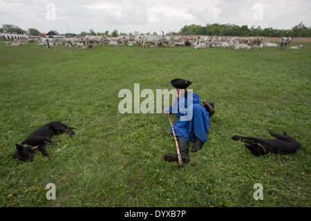 . D'Hortobagy Apr 26, 2014. Les troupeaux d'un berger d'un troupeau de bovins gris au cours d'une célébration marquant le début de la nouvelle saison de pâturage à la Grande Plaine hongroise dans l'Est de la Hongrie, d'Hortobagy, le 26 avril 2014. © Attila Volgyi/Xinhua/Alamy Live News Banque D'Images