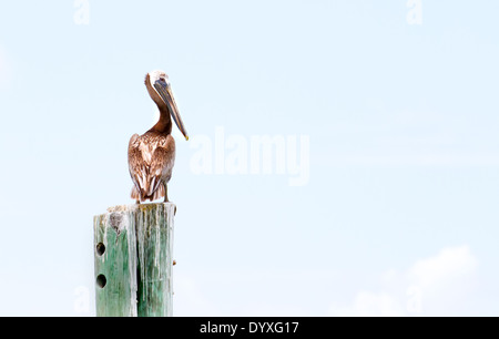 Pelican à Boca Grande Beach, FL, USA Banque D'Images