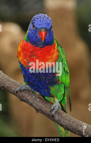 Rainbow Lorikeet (Trichoglossus haematodus)