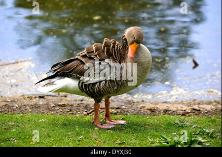 Londres, Royaume-Uni. Apr 26, 2014. Les gens profiter d'un week-end ensoleillé à Londres, flâner dans le parc et à la recherche à l'animal à Saint James Park, Londres, Royaume-Uni, le 26 avril 2014 Credit : Giulia Fiori/Alamy Live News Banque D'Images