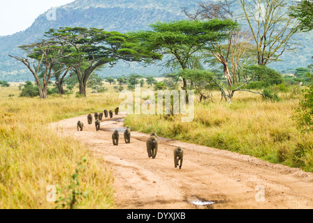 Des babouins Olive (Papio anubis) promenade familiale sur un chemin entre les arbres d'acacia. Photographié dans le Parc National du Serengeti, Tanzanie Banque D'Images