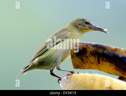 Une femme en tailleur rouge rampante du miel (Cyanerpes cyaneus) mange banane à une station d'alimentation. Casona Rio Fortuna, Banque D'Images