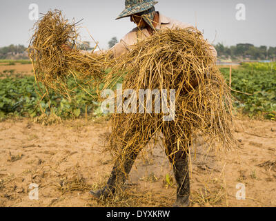 22 avril 2014 - Chiang Saen, Chiang Rai, Thaïlande - Un agriculteur couvre son domaine dans le long de la paille sur une plaine inondable dans le Mékong. Le farmer's land inondations chaque année pendant la saison des pluies. La province de Chiang Rai dans le nord de la Thaïlande est au milieu de la saison sèche. Il n'y a pas eu de pluies importantes en mois et le niveau de la rivière du Mékong est en baisse. Comme le niveau de la rivière baisse, les conducteurs de bateaux beach leurs bateaux pour effectuer les travaux d'entretien, et certains des plus gros bateaux cargo chinois ne peut pas aller en aval au sud de Chiang Saen parce qu'îles et bancs de forme dans le voyage Carte de Banque D'Images