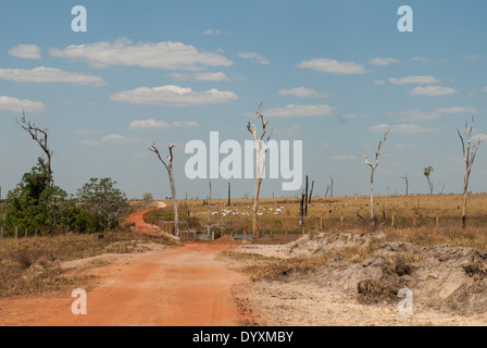 Gaucha do Norte, Mato Grosso, Brésil. Chemin de terre à travers les pâturages dans la région récemment effacé de forêt avec des squelettes d'arbres morts encore debout et un troupeau de bovins. Banque D'Images
