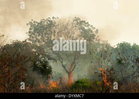 Xingu, Mato Grosso, Brésil. Feu de brûler à travers des bois dans les cerrados forêt ; un arbre majestueux avec des flammes tout autour. Brume de chaleur. Banque D'Images