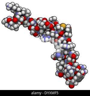 Le neuropeptide Y (NPY) molécule. Peptide neurotransmetteur qui joue un rôle important dans l'apport alimentaire. Banque D'Images