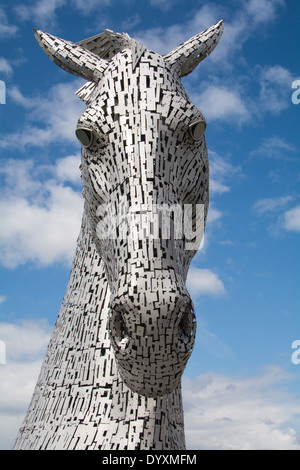 Portrait de Kelpie Banque D'Images