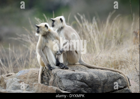 Deux animaux singe Langur Hanuman (Semnopithecus) assis ensemble. Banque D'Images
