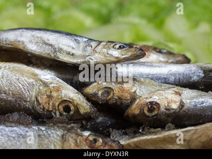 Affichage de 8 poissons de couleur silver décongélation ensemble sur un fond vert floue de tranches de céleri. cristaux de glace. Banque D'Images