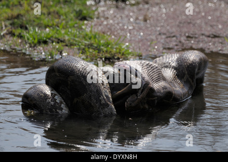 Python (Python molurus) manger un spotted deer (Axis axis) veau dans l'eau. Banque D'Images