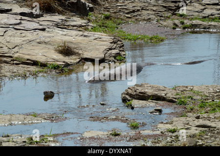 Python (Python molurus) après avoir mangé un cerf tacheté (Axis axis) veau dans l'eau. Banque D'Images