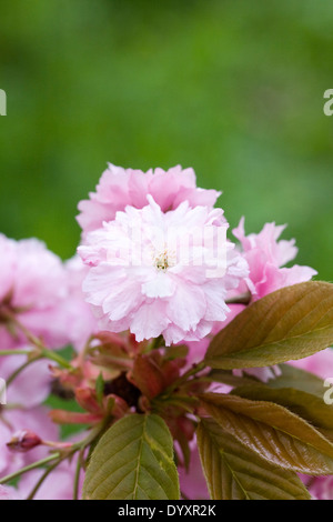 Prunus 'Kanzan' Blossom. Cerisiers en fleurs dans un jardin anglais. Banque D'Images