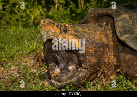 Tortue Alligator (Macrochelys temminckii) est la plus grosse tortue d'eau douce dans le monde basé sur le poids, en Louisiane Banque D'Images