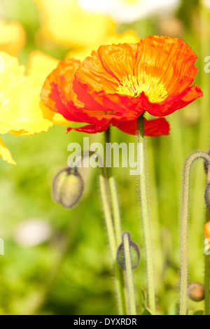 Papaver alpinum ou pavot alpin Banque D'Images