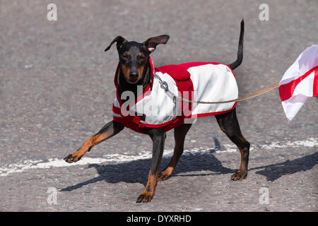 Animaux en vêtements; animaux dorlotés portant un manteau de chien blanc rouge patriotique à Manchester, Royaume-Uni avril 2014. Chien Terrier noir et brun à poil doux en marche, avec patte relevée, portant le manteau drapeau anglais de St George. Les célébrations du week-end, un événement tenu à Albert Square et à Piccadilly, une prolongation de la parade annuelle de la Saint George et une aventure pour aider à célébrer le Saint patron de l'Angleterre. Banque D'Images