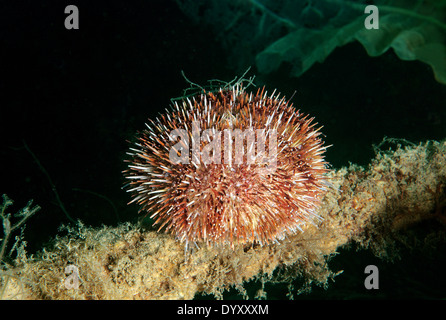 L'oursin vert (Strongylocentrotus droebachiensis) de la mer du Japon, Extrême-Orient, Primorsky Krai, Fédération de Russie Banque D'Images