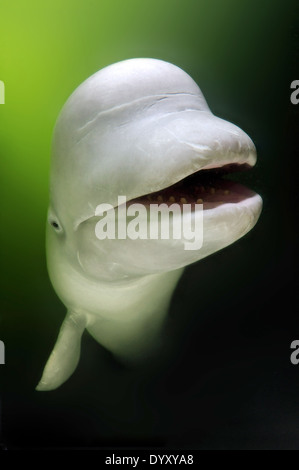 Portrait sous-marin de Beluga avec une bouche ouverte. Béluga (Delphinapterus leucas) de la mer du Japon, Extrême-Orient, Primorsky Krai, Fédération de Russie Banque D'Images