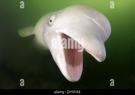 Portrait sous-marin de Beluga avec une bouche ouverte. Béluga (Delphinapterus leucas) de la mer du Japon, Extrême-Orient, Primorsky Krai, Fédération de Russie Banque D'Images