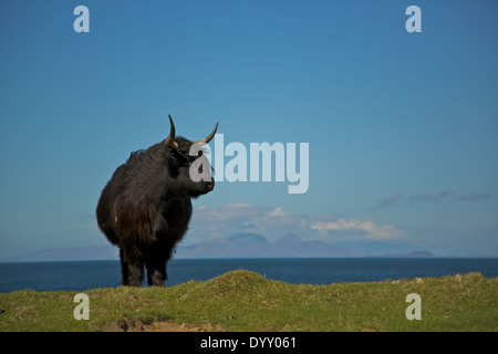 Vache Highland noir avec vue sur mer sur l'île de Mull, îles écossaises, Ecosse, Royaume-Uni. Banque D'Images