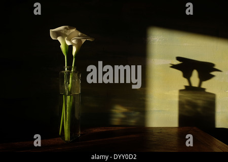 calla dans un vase en verre, Italie Banque D'Images