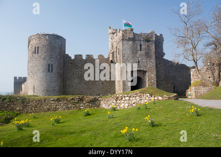 Château de Manorbier au printemps de jonquilles en premier plan l'ouest du pays de Galles Pembrokeshire UK Banque D'Images